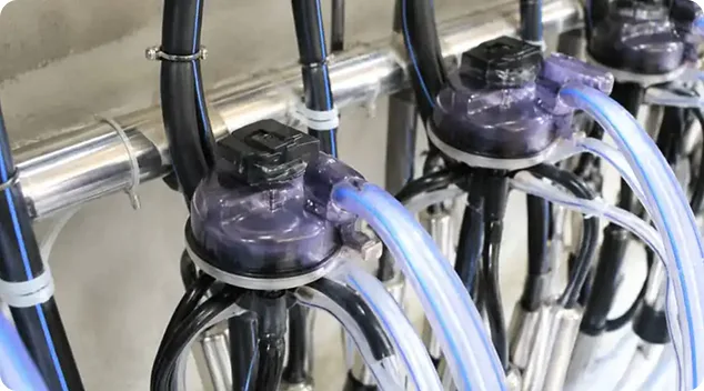 Milking cluster and hoses