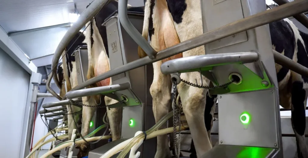 Cows at milking stalls