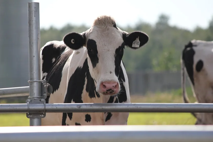 Cow at a dairy farm