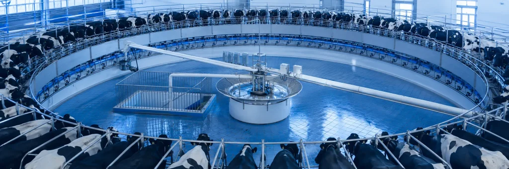 Rotary milking equipment in a dairy facility