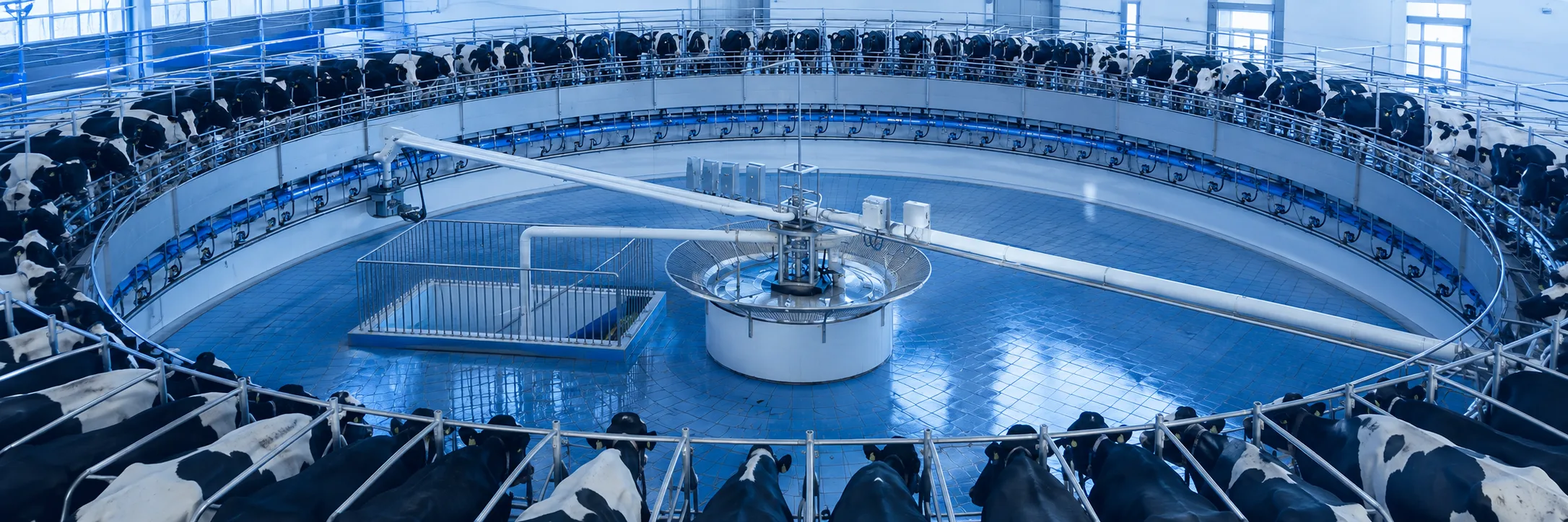 Rotary milking equipment in a dairy facility
