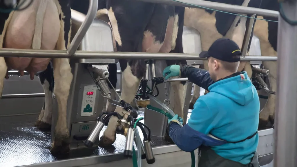 Milking equipment attached to a cow